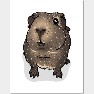 Cream Agouti Guinea Pig Posters and Art